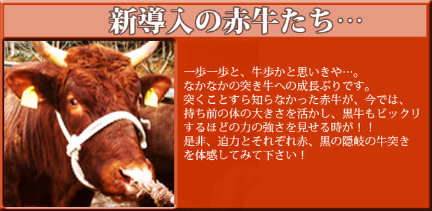 今年は牛に注目!
